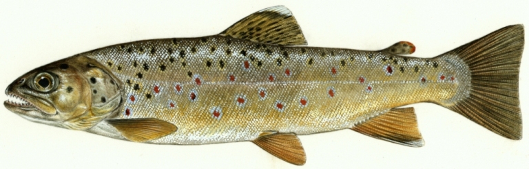 Brown Trout