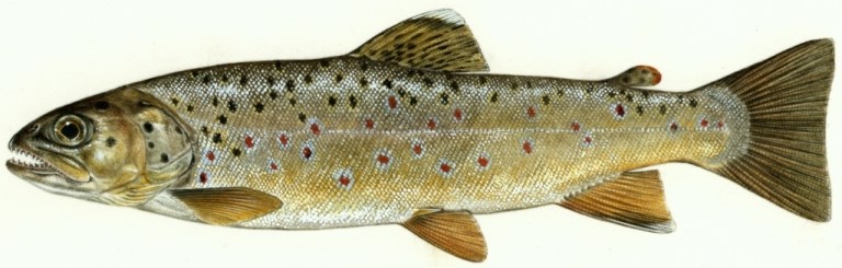 Brown Trout - Bighorn Canyon National Recreation Area (U.S. National Park  Service)