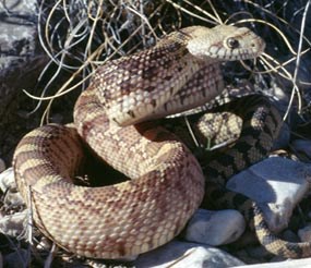 Bullsnake