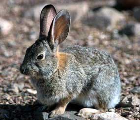 Cottontail Rabbit