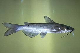 Channel Catfish - Bighorn Canyon National Recreation Area (U.S. National  Park Service)