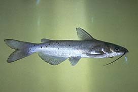 Channel Catfish