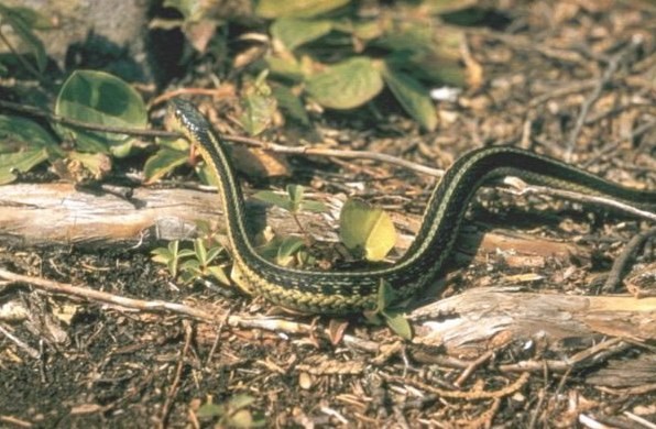 Common Garter Snake Bighorn Canyon National Recreation Area