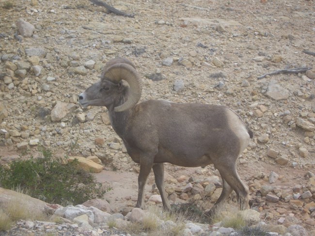 Bighorn Sheep