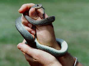 Eastern Yellowbelly Racer