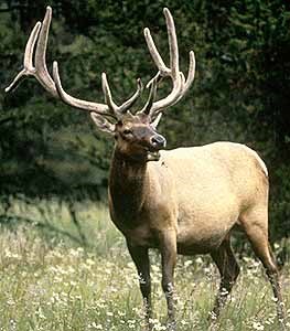 Elk