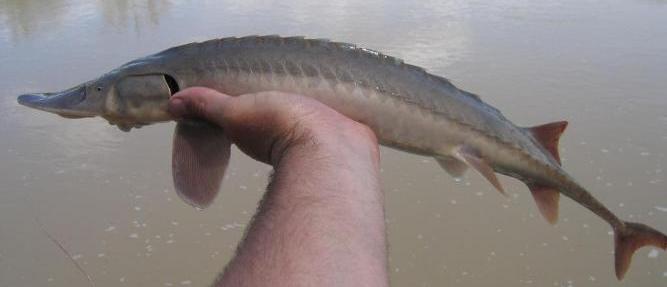 Shovelnose Stugeon