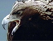 Golden Eagle Golden Eagle