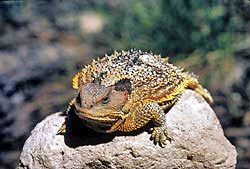 Greater Short Horned Lizard