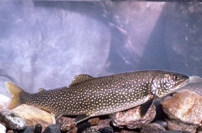 Lake Trout Lake Trout
