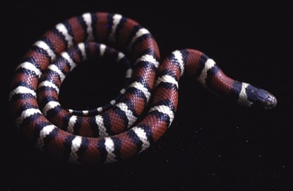 Pale Milksnake