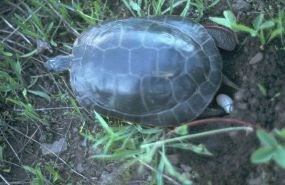 Painted Turtle