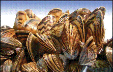 Zebra Mussels