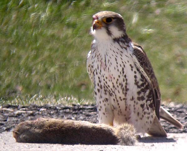 Prairie Falcon – Sonoran Images