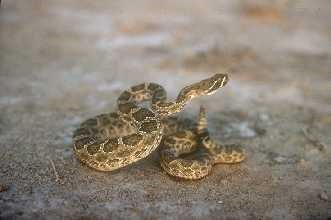 Prairie Rattlesnake Prairie Rattlesnake