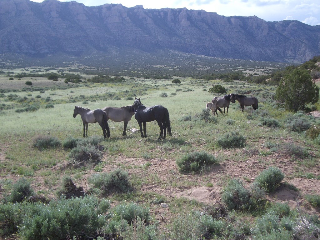 Wild Horses on the range