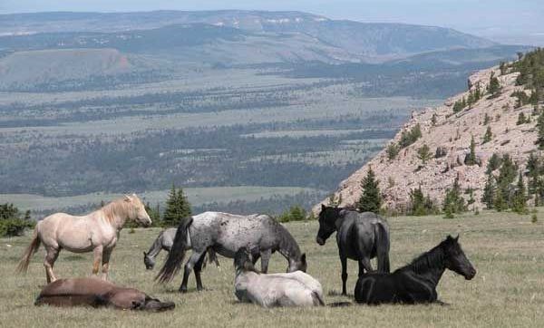 Wild horses in the Pryor mountains