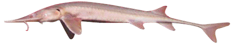 Shovelnose Sturgeon