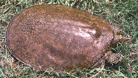 Spiny Softshell Turtle Spiny Softshell Turtle