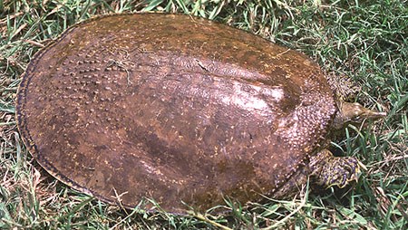 Spiny Softshell Turtle