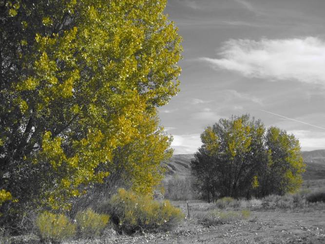 Fall colors in the South District of Bighorn Canyon