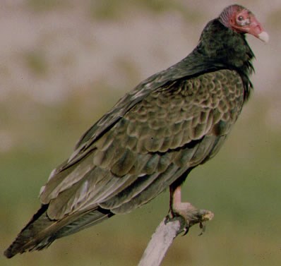 Turkey Vulture