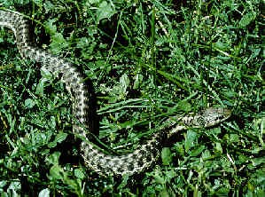 Wandering Garter Snake