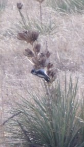 Yucca