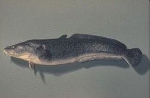 Burbot (Ling)