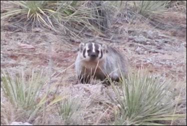 Badger just off Ok-A-Beh Road in the North District