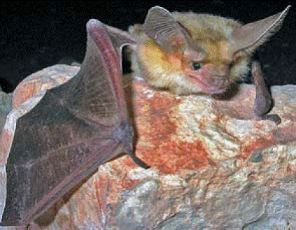 Pallid bat (Antrozous pallidus)