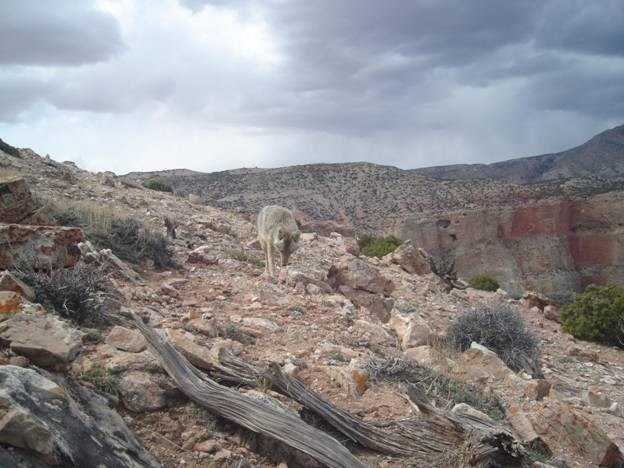 Coyote along the rim of Bighorn Canyon