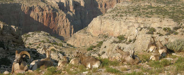 Bighorn Sheep