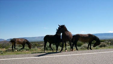 horses