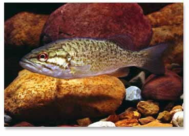 Smallmouth Bass