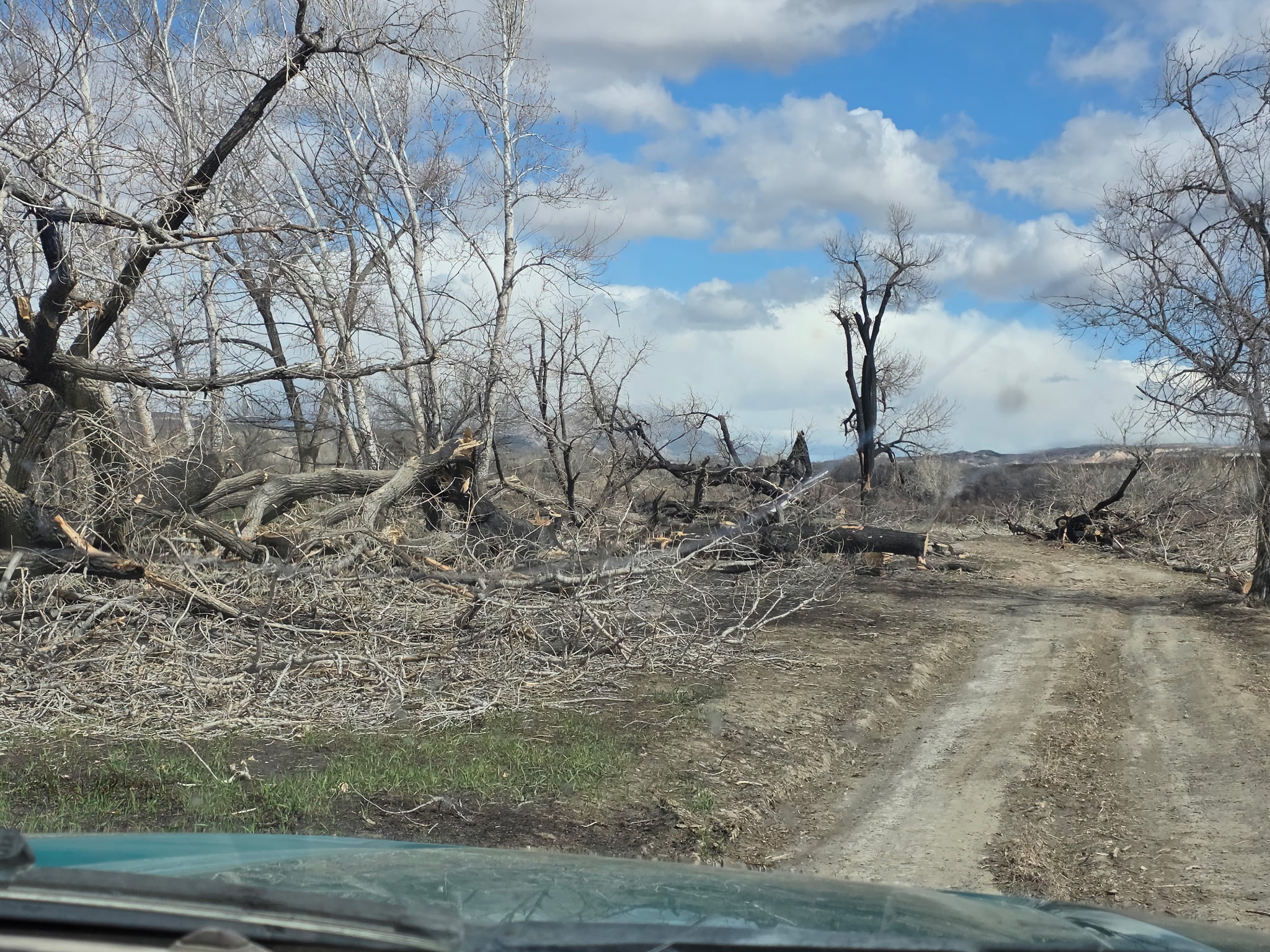 Burned trees blocking a road through the Yellowtail Habitat Area.