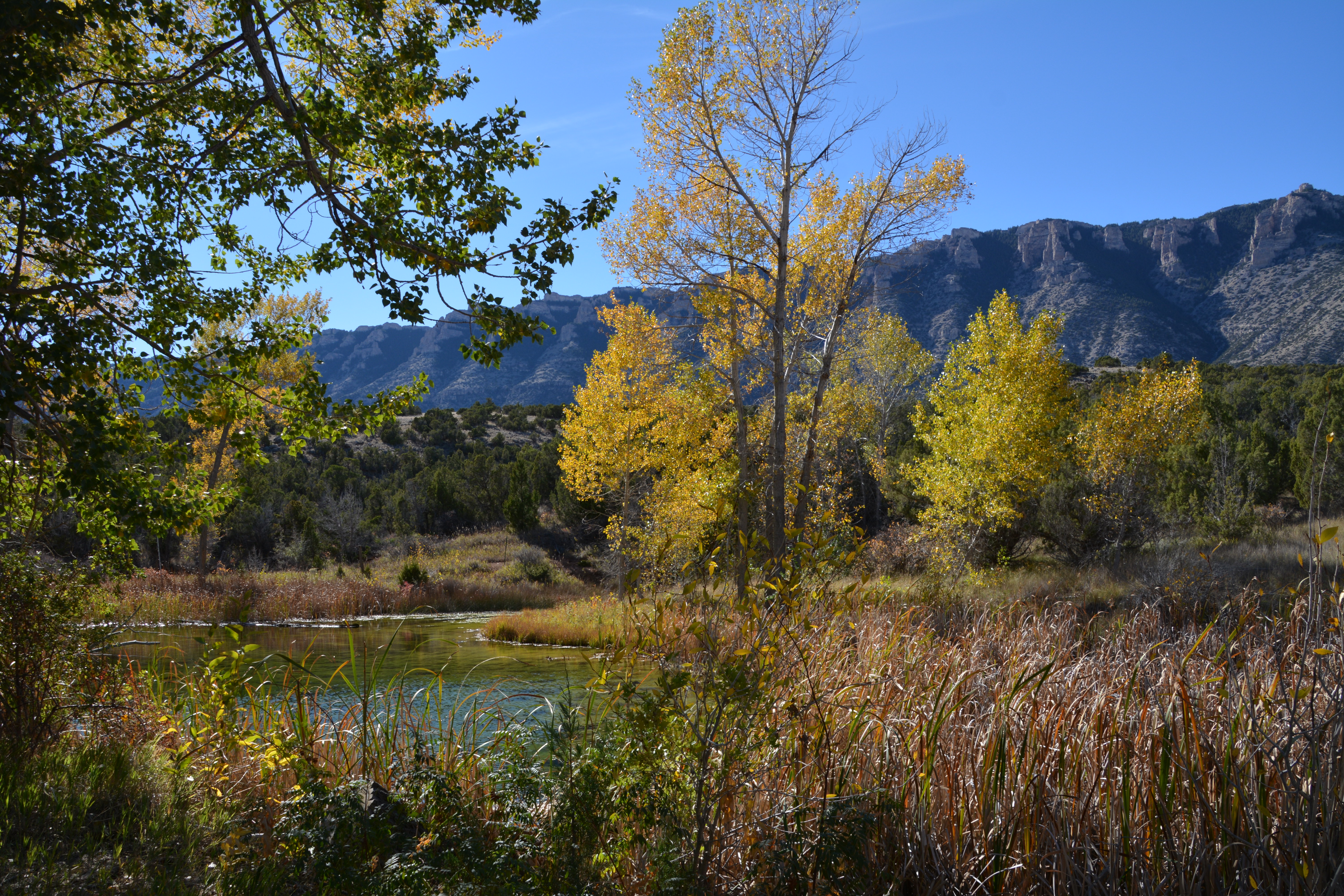 Autumn cottonwood trees with golden leaves surround a small pond, with rugged mountain cliffs rising in the background beneath a clear blue sky.