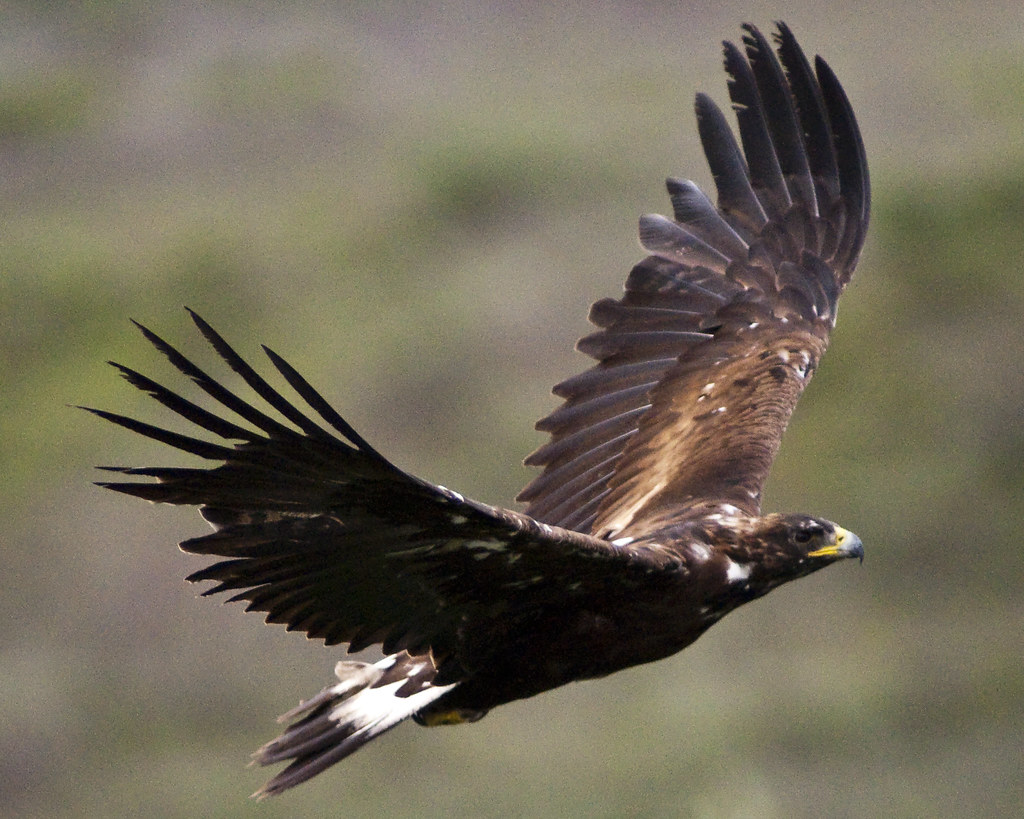 Eagle in Denali National Park. An eagle in flight in Denali National Park. Background is burry.