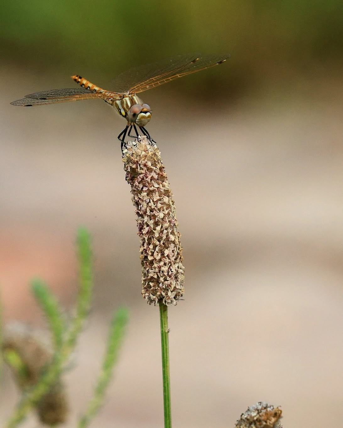 Close-up of a dragonfly perched on the tip of a tall seedhead, with delicate wings outstretched against a softly blurred natural background.