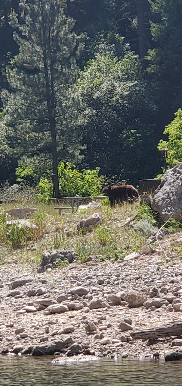 Black bear standing in a rocky campground with picnic tables and bear boxes around it. Pine trees cover the background.