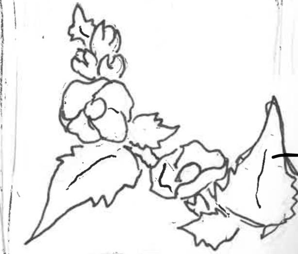 Globemallow Globemallow Sketch by Haley Lynn