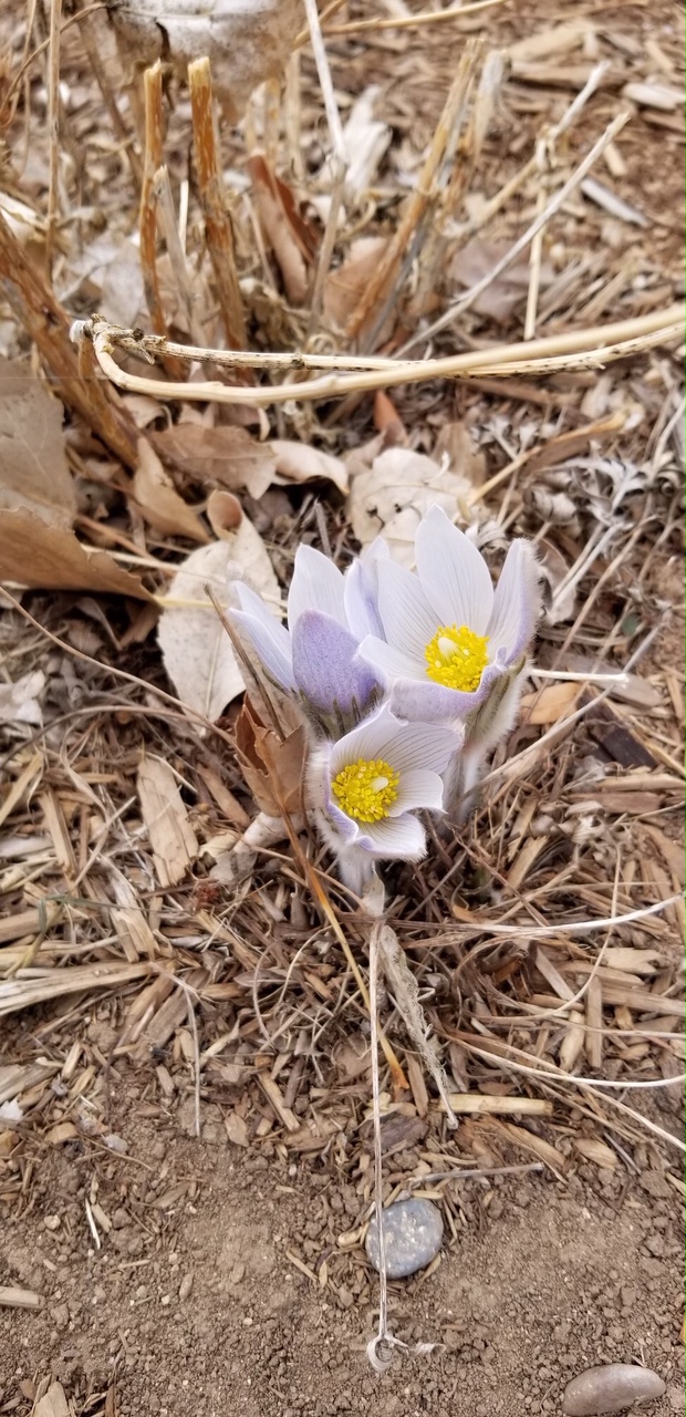 Pasqueflower