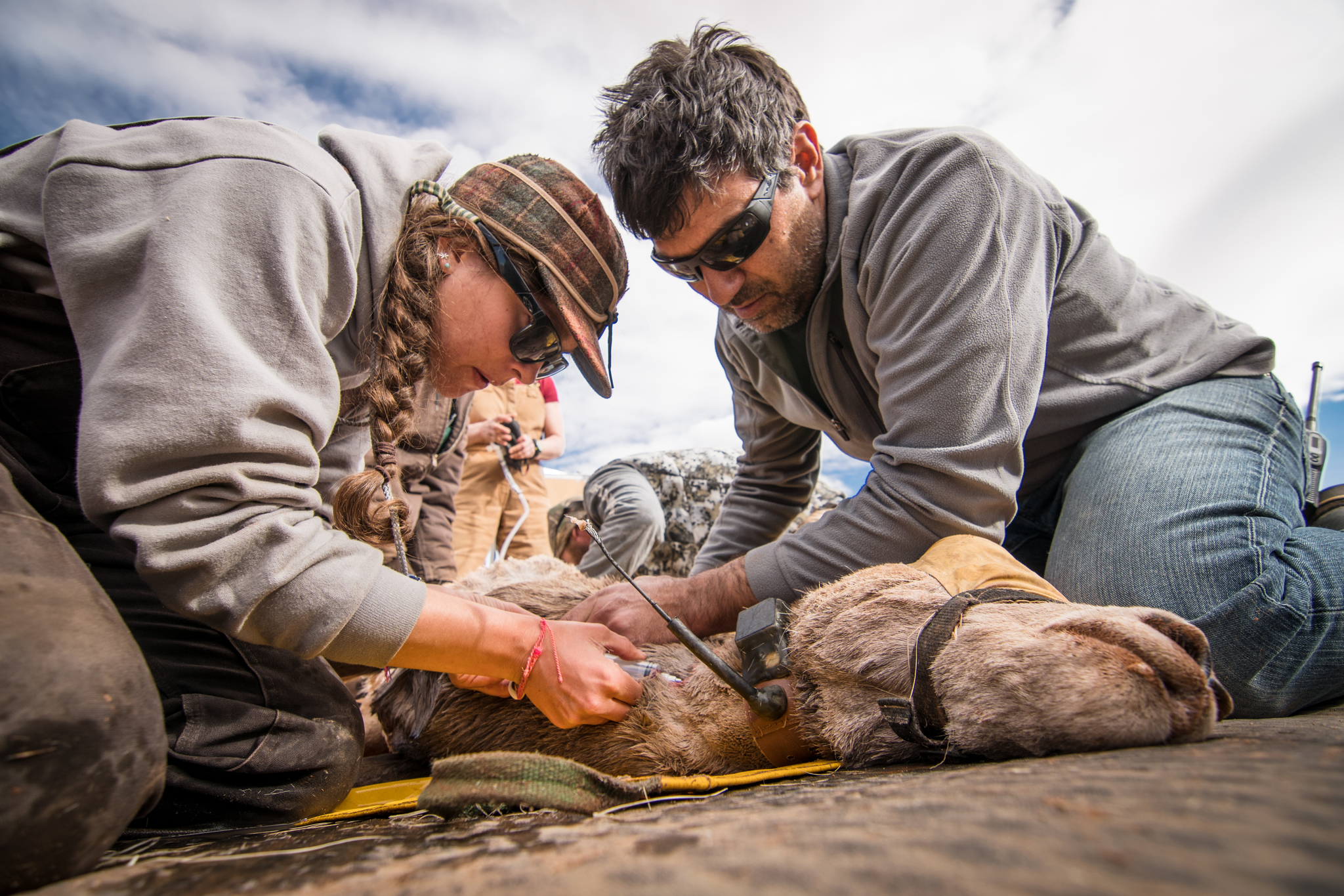 Matt Kauffman, on the right, working with a PhD student Anna Ortega. They are processing a bighorn sheep during captures focused on taking biometrics and installing/replacing GPS tracking collars.