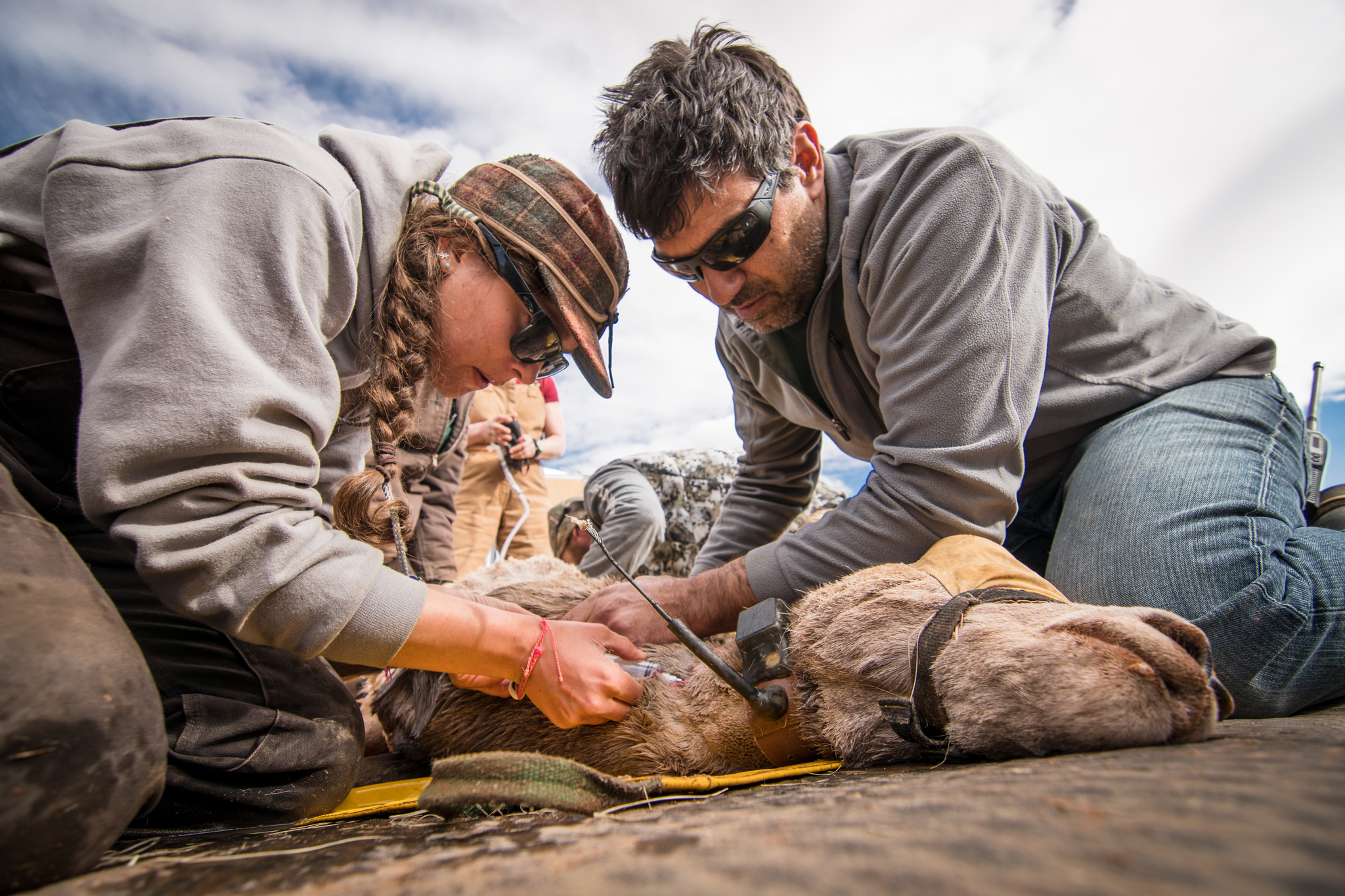 Matt Kauffman, on the right, working with a PhD student Anna Ortega. They are processing a bighorn sheep during captures focused on taking biometrics and installing/replacing GPS tracking collars. Matt Kauffman, on the right, working with a PhD student Anna Ortega. They are processing a bighorn sheep during captures focused on taking biometrics and installing/replacing GPS tracking collars.