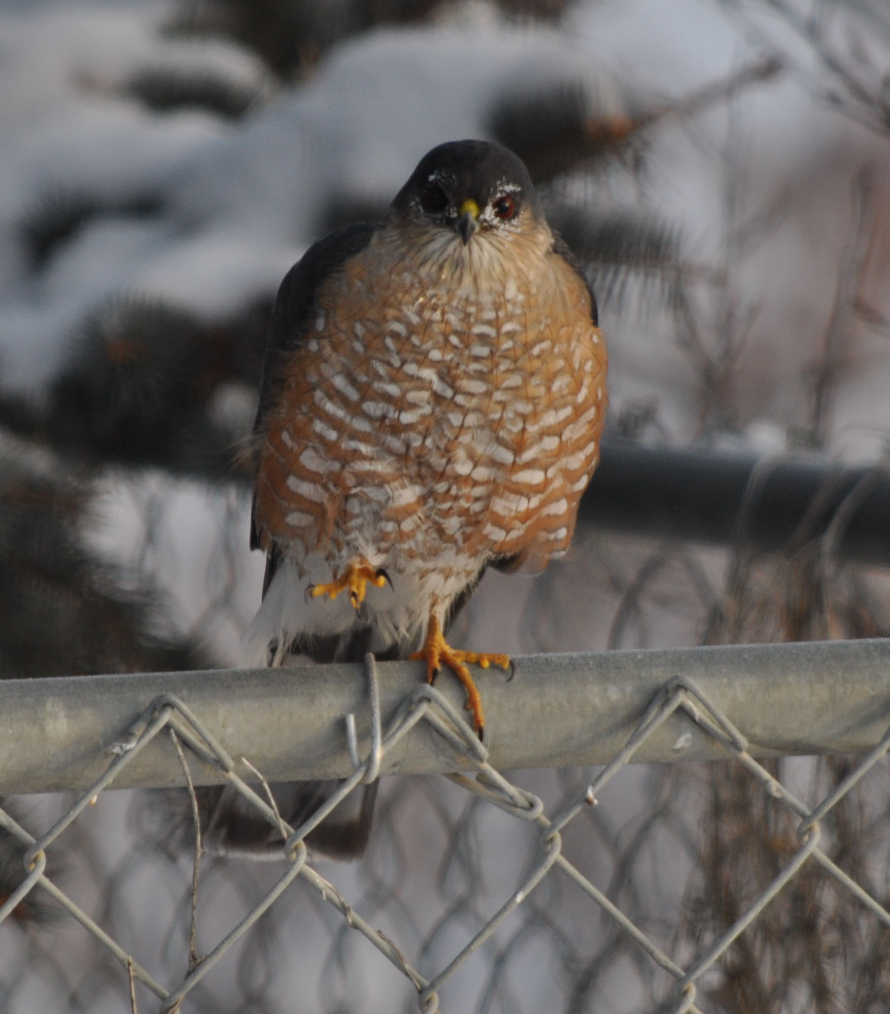 Sharp-shinned Hawk Sharp-shinned Hawk perched on top of a metal fence.