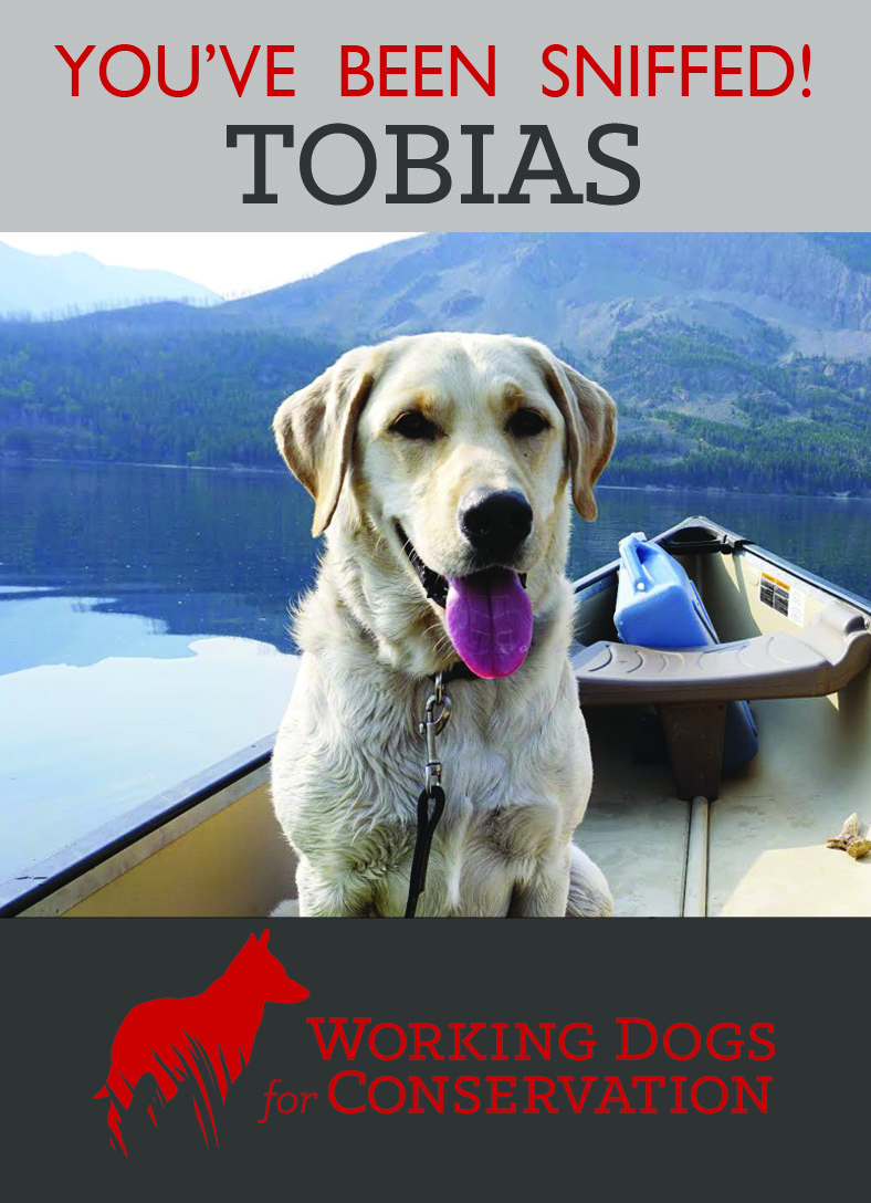 TOBIAS TRADING CARD Yellow Lab looks lovingly out of a boat.