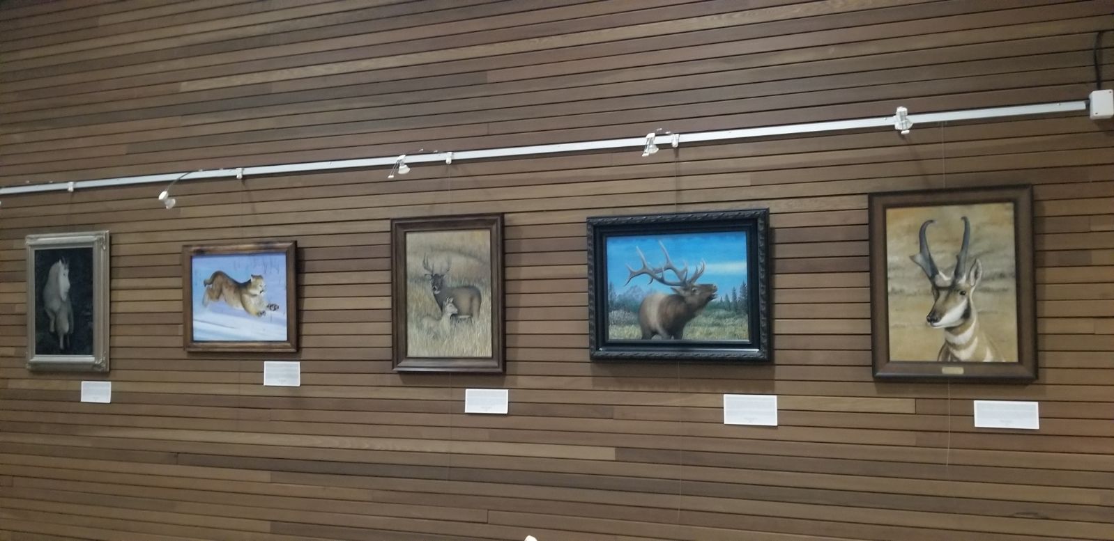 Framed artwork by Michael Hansen on display at the Lovell Visitor Center Artist in Residence Gallery. From Right to Left-Mountain Goat, running Mountain Lion, A Buck and Doe Mule Deer, an Bull Elk mid bugle, and a Pronghorn Buck