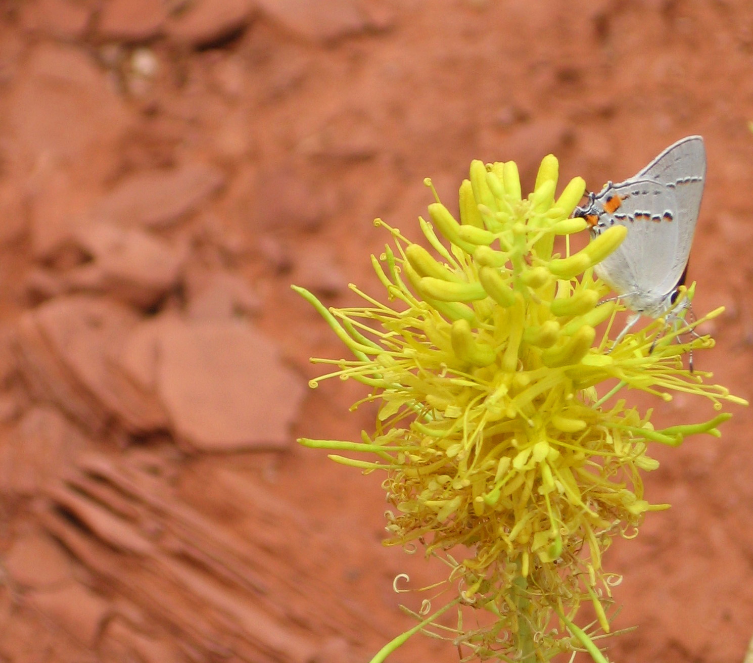 princes plume with western tailed blue butterfly