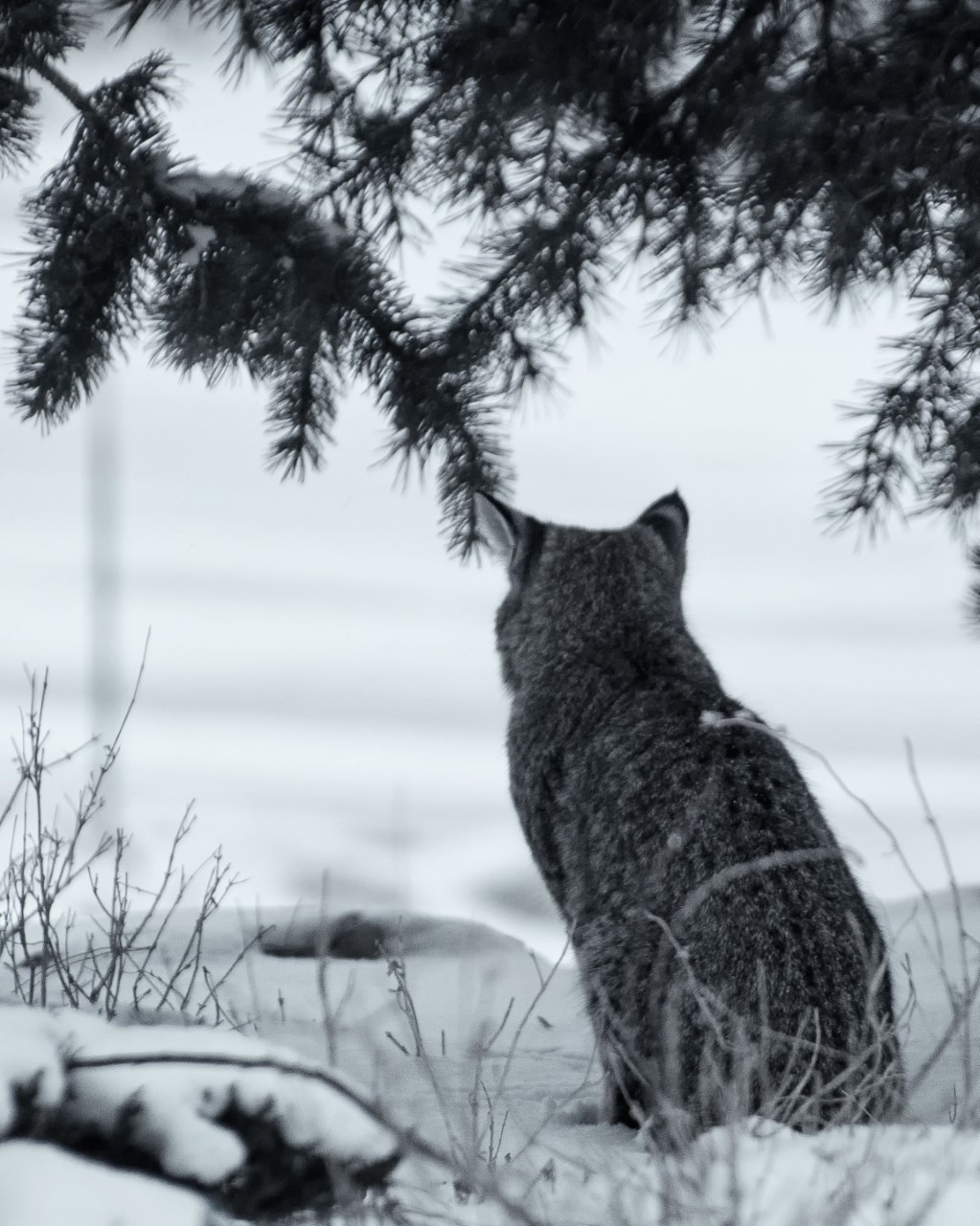 Bobcat by Jennifer Carrigan Bobcat looking out into a snow covered field.