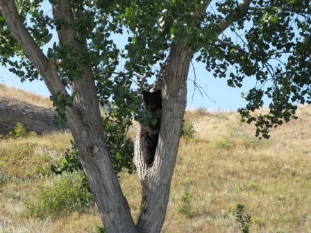 Bear in tree at Afterbay Campground